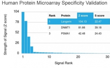 Analysis of HuProt(TM) microarray containing more than 19,000 full-length human proteins using Langerin antibody (clone LGRN/1821). These results demonstrate the foremost specificity of the LGRN/1821 mAb. Z- and S- score: The Z-score represents the strength of a signal that an antibody (in combination with a