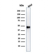 Western blot testing of human Raji cell lysate with PAX5 antibody (clone PAX5/3735). Expected molecular weight ~42 kDa.