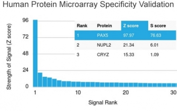 Analysis of HuProt(TM) microarray containing more than 19,000 full-length human proteins using PAX5 antibody (clone PAX5/3735). These results demonstrate the foremost specificity of the PAX5/3735 mAb. Z- and S- score: The Z-score represents the strength of a signal that an antibody (in combination with a fluorescently-tagged anti-IgG secondary Ab) produces when binding to a particular protein on the HuProt(TM) array. Z-scores are described in units of standard deviations (SD's) above the mean value of all signals generated on that array. If the targets on the HuProt(TM) are arranged in descending order of the Z-score, the S-score is the difference (also in units of SD's) between the Z-scores. The S-score therefore represents the relative target specificity of an Ab to its intended target.