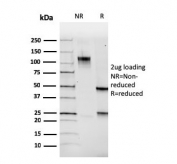 SDS-PAGE analysis of purified, BSA-free PAX5 antibody (clone PAX5/3735) as confirmation of integrity and purity.