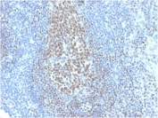IHC testing of human tonsil with biotinylated PAX5 antibody. HIER: boil tissue sections in pH 9 10mM Tris with 1mM EDTA for 10-20 min followed by cooling at RT for 20 min.