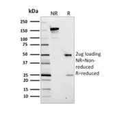 SDS-PAGE analysis of purified, BSA-free PCNA antibody (clone PC5) as confirmation of integrity and purity.