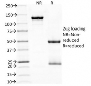 SDS-PAGE analysis of purified, BSA-free PD1 antibody (clone NAT105) as confirmation of integrity and purity.