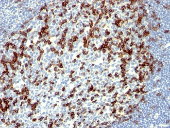 IHC staining of FFPE human tonsil with PD1 antibody (clone NAT105). HIER: boil tissue sections in pH 9 10mM Tris with 1mM EDTA for 10-20 min and allow to cool before testing.~