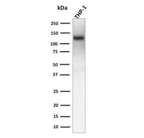 Western blot testing of human THP-1 cell lysate with recombinant CD31 antibody (clone rC31.3). Expected molecular weight: 83-130 kDa depending on level of glycosylation.~