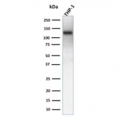 Western blot testing of human THP-1 cell lysate with recombinant CD31 antibody (clone rC31.3). Expected molecular weight: 83-130 kDa depending on level of glycosylation.