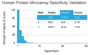 Analysis of HuProt(TM) microarray containing more than 19,000 full-length human proteins using CD31 antibody (clone PECAM1/3528). These results demonstrate the foremost specificity of the PECAM1/3528 mAb. Z- and S- score: The Z-score represents the strength of a signal that an antibody (in combination with a fluorescently-tagged anti-IgG secondary Ab) produces when binding to a particular protein on the HuProt(TM) array. Z-scores are described in units of standard deviations (SD's) above the mean value of all signals generated on that array. If the targets on the HuProt(TM) are arranged in descending order of the Z-score, the S-score is the difference (also in units of SD's) between the Z-scores. The S-score therefore represents the relative target specificity of an Ab to its intended target.