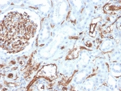 IHC staining of FFPE human kidney with CD31 antibody (clone PECAM1/3528). HIER: boil tissue sections in pH 9 10mM Tris with 1mM EDTA for 10-20 min and allow to cool before testing.