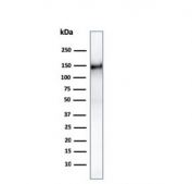 Western blot testing of human ThP1 cell lysate with CD31 antibody (clone PECAM1/3528). Expected molecular weight: 83-130 kDa depending on level of glycosylation.