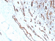 IHC staining of FFPE human tonsil with CD31 antibody (clone PECAM1/3530). HIER: boil tissue sections in pH 9 10mM Tris with 1mM EDTA for 10-20 min and allow to cool before testing.