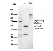 SDS-PAGE analysis of purified, BSA-free CD31 antibody (clone PECAM1/3530) as confirmation of integrity and purity.