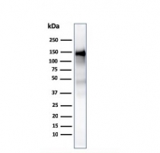 Western blot testing of human ThP1 cell lysate with CD31 antibody (clone PECAM1/3530). Expected molecular weight: 83-130 kDa depending on level of glycosylation.