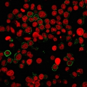 Immunofluorescent staining of human Jurkat cells with CD31 antibody (green, clone PECAM1/3540) and Reddot nuclear stain (red).