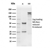 SDS-PAGE analysis of purified, BSA-free CD31 antibody (clone PECAM1/3540) as confirmation of integrity and purity.
