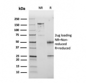 SDS-PAGE analysis of purified, BSA-free PD-L1 antibody (clone PDL1/2745) as confirmation of integrity and purity.