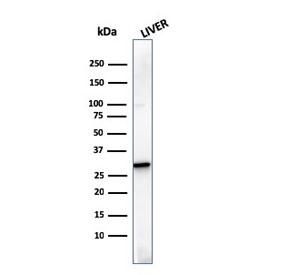 Western blot testing of human liver lysate with Prohibitin antibody (clone SPM311). Expected molecular weight ~30 kDa.