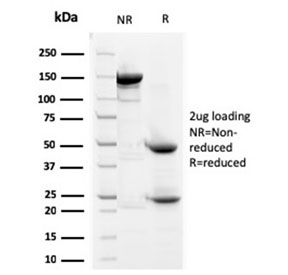 SDS-PAGE analysis of purified, BSA-free Prohibitin antibody (clone SPM311) as confirmation of integrity and purity.
