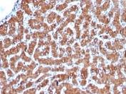 IHC staining of FFPE human liver with recombinant Cytochrome C antibody (clone CYCS/3128R). HIER: boil tissue sections in pH 9 10mM Tris with 1mM EDTA for 20 min and allow to cool before testing.