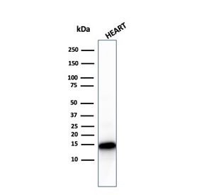 Western blot testing of human heart lysate with recombinant Cytochrome C antibody. Predicted molecular weight: 12-14 kDa.