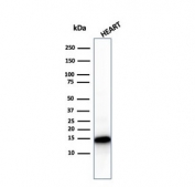 Western blot testing of human heart lysate with recombinant Cytochrome C antibody. Predicted molecular weight: 12-14 kDa.
