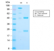 SDS-PAGE analysis of purified, BSA-free recombinant Cytochrome C antibody (clone CYCS/3128R) as confirmation of integrity and purity.