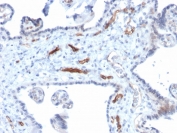 IHC staining of FFPE human placenta with Podocalyxin antibody (clone PODXL/2184). HIER: boil tissue sections in pH 9 10mM Tris with 1mM EDTA for 20 min and allow to cool before testing.