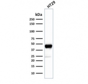 Western blot testing of human HT29 cell lysate with Cytokeratin 20 antibody (clone SPM140). Predicted molecular weight ~46 kDa.