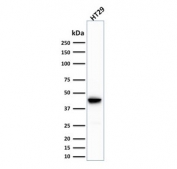 Western blot testing of human HT29 cell lysate with Cytokeratin 20 antibody (clone SPM191). Predicted molecular weight ~46 kDa.