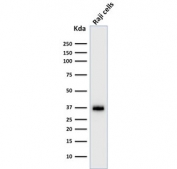 Western blot testing of human Raji cell lysate with BOB.1 antibody (clone BOB1/2422). Predicted molecular weight: ~28 kDa (unmodified), 35-40 kDa (ubiquitinated).