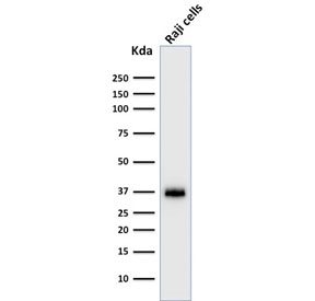 Western blot testing of human Raji cell lysate with BOB.1 antibody. Predicted molecular weight: ~28 kDa (unmodified), 35-40 kDa (ubiquitinated).
