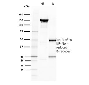 SDS-PAGE analysis of purified, BSA-free BOB.1 antibody as confirmation of integrity and purity.