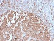 IHC testing of FFPE human tonsil with BOB.1 antibody (clone BOB1/2422). HIER: boil tissue sections in pH 9 10mM Tris with 1mM EDTA for 10-20 min followed by cooling at RT for 20 min.