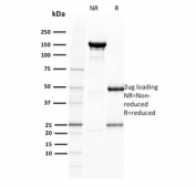 SDS-PAGE analysis of purified, BSA-free BOB.1 antibody (clone BOB1/2422) as confirmation of integrity and purity.