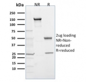 SDS-PAGE analysis of purified, BSA-free EGLN1 antibody (clone 366G/76/3) as confirmation of integrity and purity.