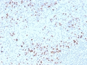 IHC staining of FFPE human spleen with biotinylated Granzyme B antibody (clone GZMB/3014). HIER: boil tissue sections in pH 9 10mM Tris with 1mM EDTA for 10-20 min and allow to cool before testing.