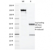 SDS-PAGE analysis of purified, BSA-free Granzyme B antibody (clone GZMB/3014) as confirmation of integrity and purity.