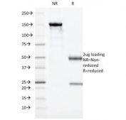 SDS-PAGE analysis of purified, BSA-free Granzyme B antibody (clone GZMB/3014) as confirmation of integrity and purity.
