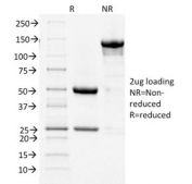 SDS-PAGE analysis of purified, BSA-free COX2 antibody as confirmation of integrity and purity.