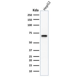 Western blot testing of human HEPG2 cell lysate with COX2 antibody. Predicted molecular weight ~69 kDa.~