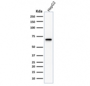 Western blot testing of human HEPG2 cell lysate with COX2 antibody. Predicted molecular weight ~69 kDa.