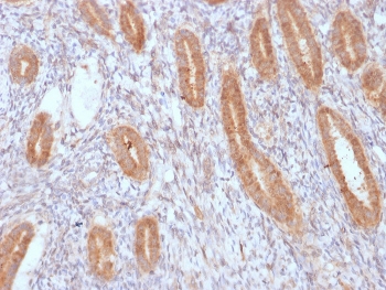 IHC staining of FFPE human endometrium with recombinant COX2 antibody. HIER: boil tissue sections in pH 9 10mM Tris with 1mM EDTA for 10-20 min and allow to cool before testing.~