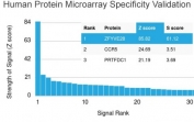 Analysis of HuProt(TM) microarray containing more than 19,000 full-length human proteins using ZFYVE28 antibody (clone LST2/2426). These results demonstrate the foremost specificity of the LST2/2426 mAb. Z- and S- score: The Z-score represents the strength of a signal that an antibody (in combination with a fluorescently-tagged anti-IgG secondary Ab) produces when binding to a particular protein on the HuProt(TM) array. Z-scores are described in units of standard deviations (SD's) above the mean value of all signals generated on that array. If the targets on the HuProt(TM) are arranged in descending order of the Z-score, the S-score is the difference (also in units of SD's) between the Z-scores. The S-score therefore represents the relative target specificity of an Ab to its intended target.