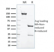 SDS-PAGE analysis of purified, BSA-free PTPN6 antibody (clone CPTC-PTPN6-2) as confirmation of integrity and purity.