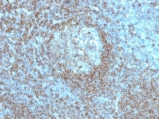 IHC staining of FFPE human tonsil with CD45RA antibody (clone K4B5). HIER: steam section in pH 9 10mM Tris with 1mM EDTA for 20 min and allow to cool prior to staining.