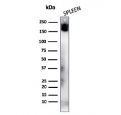 Western blot testing of human spleen lysate with CD45RA antibody (clone K4B5). Expected molecular weight: 147-220 kDa depending on glycosylation level.