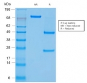 SDS-PAGE analysis of purified, BSA-free recombinant CD45 antibody (clone rPTPRC/1460) as confirmation of integrity and purity.