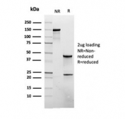 SDS-PAGE analysis of purified, BSA-free recombinant CD45RB antibody (clone rPTPRC/1132) as confirmation of integrity and purity.