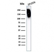 Western blot testing of human spleen lysate with CD45RB antibody. Expected molecular weight: 147-220 kDa depending on glycosylation level.