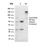 SDS-PAGE analysis of purified, BSA-free Cyclin D1 antibody (clone CCND1/3548) as confirmation of integrity and purity.