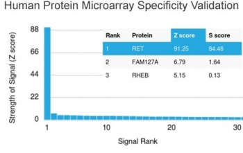 Analysis of HuProt(TM) microarray containing more than 19,000 full-length human proteins using RET antibody (clone RET/2599). These results demonstrate the foremost specificity of the RET/2599 mAb. Z- and S- score: The Z-score represents the strength of a signal that an antibody (in combination with a fluore